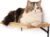 FUKUMARU Cat Wall Shelves, 17 x 10 Inch Cat Walls Furniture with Sisal Mat, Solid Rubber Wood Floating Shelf with Upgraded Installation, Kitten Wall Tree for Sleeping, Playing and Scratching